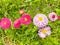 Small tender daisies on background of green grass on lawn