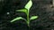 A small tender sprout sways in the wind. Close-up green seedling grows in fertile soil. Concept of green planet, ecology.