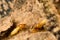 Small termite on timber. The termite on the ground is searching for food to feed the larvae in the cavity