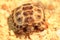 small terrestrial turtle