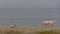 A small terrier dog and a big Golden Retriever is meeting at the beach on a cold winter day in MalmÃ¶, Sweden