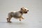 Small terrier dog running on the beach playing fetch