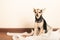 Small terrier dog sitting among toilet paper