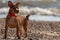 Small Terrier on a shingle beach