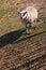 Small texel sheep walking by fence