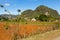 Small thatched traditional barn and farm buildings at the foot of karstic mountains seen during a sunny morning