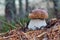 Small and thick king boletus mushroom in the forest close up. Surrounded by pine needles. Autumn sepe in the woods. Cooking delici