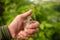 A small thin and battered Sparrow nestling sits in the palm.