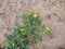 Small thorn weed growing in a sandy patch