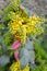 Small thorny plant with yellow flowers.
