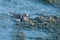 Small three banded plover wading on muddy shore of a pond