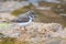 Small three banded plover wading on the muddy shore of pond