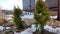 A small thuja cypress is an evergreen tree in the courtyard of the house in early spring or winter. Plants in the garden