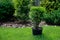 Small thuja in a pot on the lawn against the background of growing bushes.