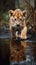 Small Tiger Cub Walking Puddle Deep