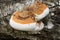 Small tinder polypore on fallen birch