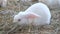 Small, tiny cute white rabbits, bunny eats and runs through the hay on the farm