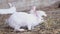 Small, tiny cute white rabbits, bunny eats and runs through the hay on the farm