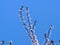 Small tiny gentle flowers on top branches of a tree - clear blue sky in the background