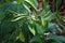 Small/tiny green fruits of Acronychia pedunculata plant. Hong Kong Herbarium.