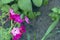 Small tiny pink flowers of tobacco with green leaves and brown ground on the background