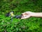 Small titmouse on women\'s hand