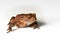 Small toad