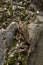 Small Toad climbing on a wall