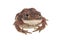 Small toad front view