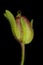 Small Toadflax (Chaenorhinum minus). Immature Fruit Closeup