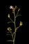 Small Toadflax (Chaenorhinum minus). Inflorescece Closeup