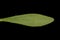 Small Toadflax (Chaenorhinum minus). Leaf Closeup