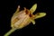 Small Toadflax (Chaenorhinum minus). Mature Fruit Closeup