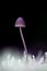 Small toadstool closeup on bluck background