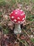 Small toadstool in the woods