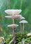 Small toadstools