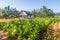 Small tobacco field in Vinales valley, Cub