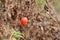 Small tomato on the brown haggard branch