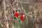 Small tomato on the brown haggard branch