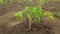 A small tomato plant is growing in the dirt in a garden