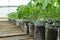 Small tomato plants in a greenhouse for transplanting