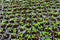 Small tomato plants in a greenhouse for transplanting