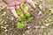 Small tomatoes plant in garden, with yellow greenich leaves, bad health, need water