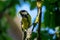 small tomtit bird with worm in the beak