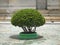 Small topiary tree in the pot decorates