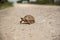 Small tortoise crossing a gravel road