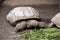 Small Tortoise eating food