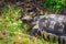 Small tortoise in grass closeup view in South Africa