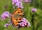 Small tortoise shell butterfly