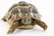 Small tortoise (turtle)